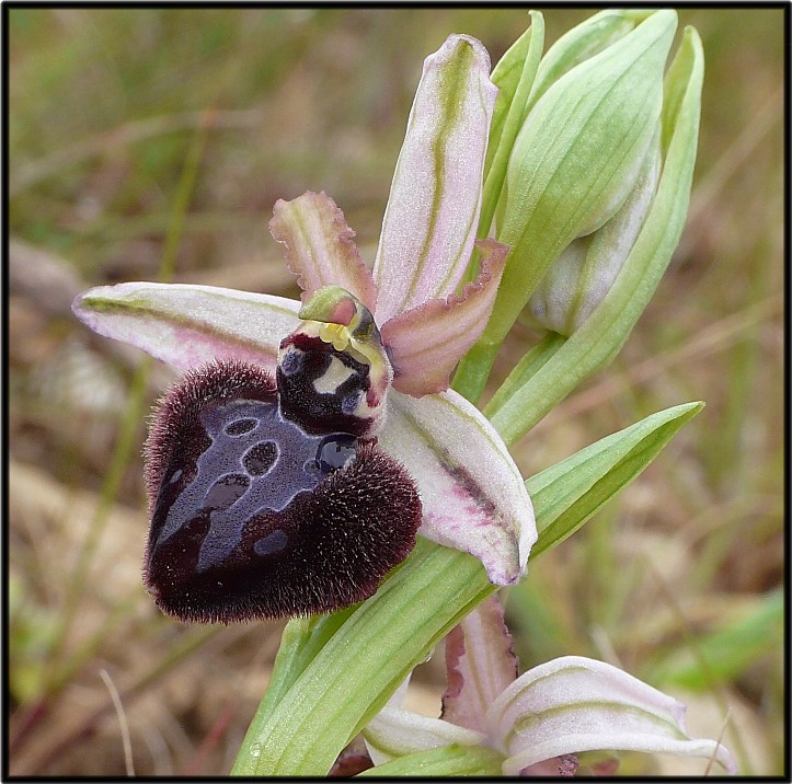 Ophrys sipontensis